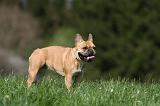 BOULEDOGUE FRANCAIS 1087